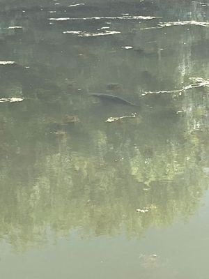 Photo 14- click for photo gallery